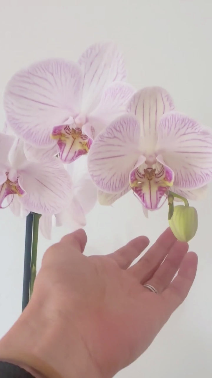 "Orchid in Bloom in Watercolor" - Giclée Canvas Art Print